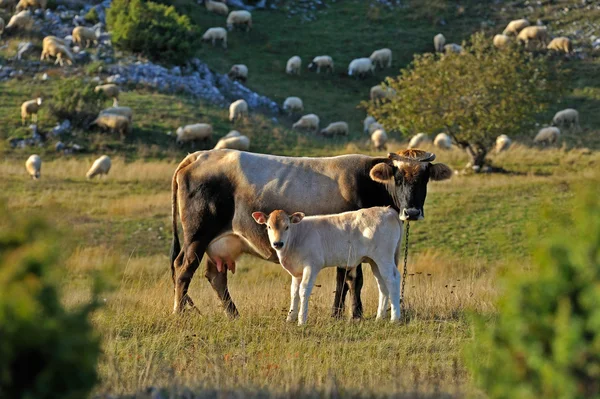 Kuh mit Kalb — Stockfoto