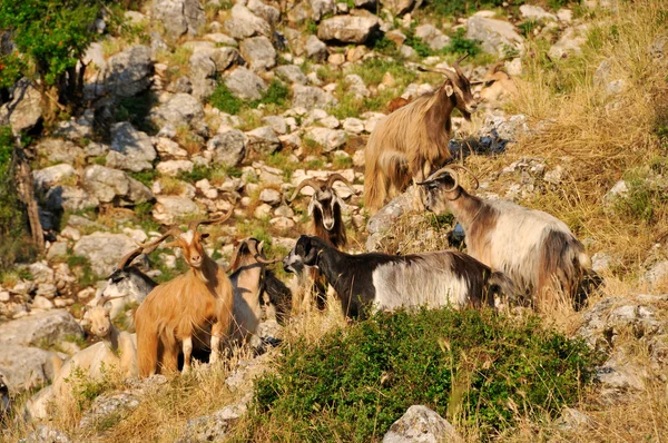 Troupeau de chèvres — Photo