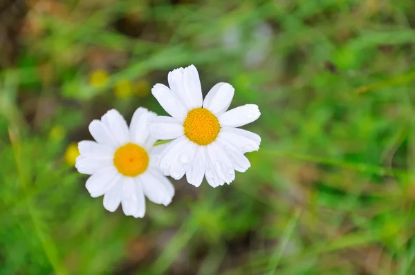 Två blommor — Stockfoto