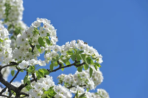 Flores de primavera — Foto de Stock