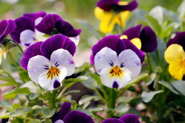 Fila Lápis Flor — Fotografia de Stock