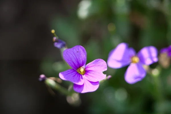 Flor roxa — Fotografia de Stock