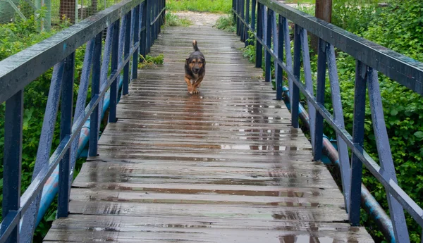 Dog on bridge — Stock Photo, Image