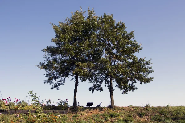 Ağaçlar altında tezgah