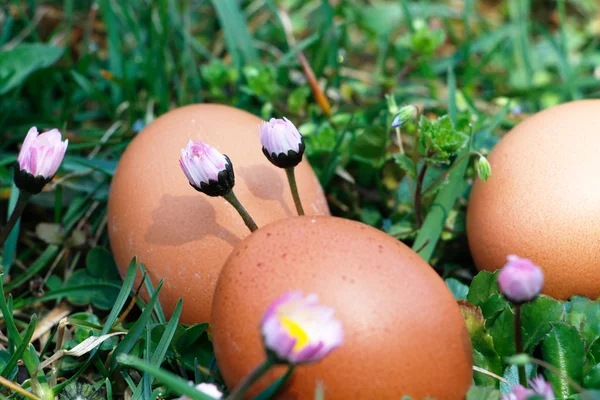 Eggs in grass — Stock Photo, Image