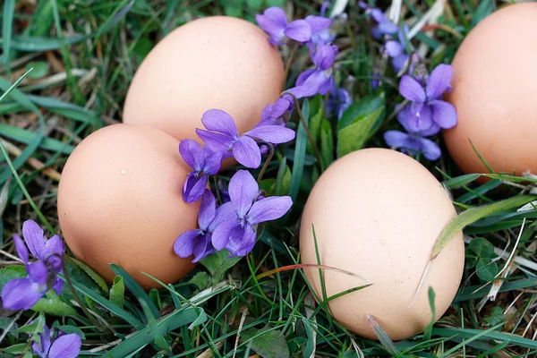 Huevos en el suelo — Foto de Stock