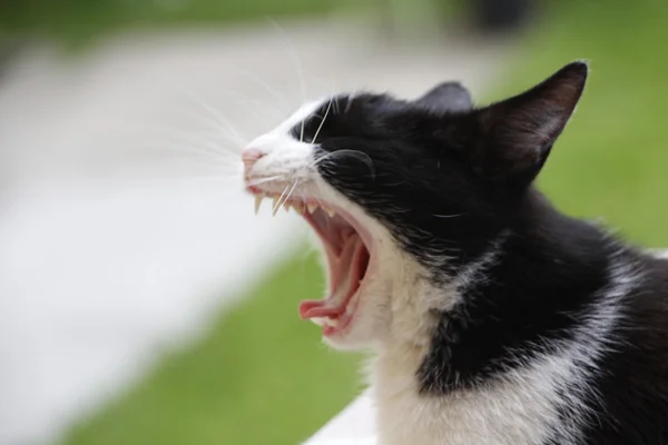 Gato bocejo — Fotografia de Stock