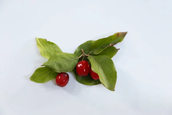Yeşil yapraklı taze kırmızı kızılcık üzümleri (Cornus mas), beyaz arka planda izole edilmiş..