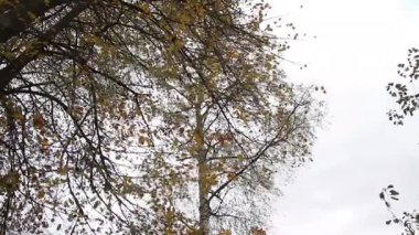 Kireç ve huş ağaçlarından esen sonbahar rüzgarı renkli sonbahar yapraklarında doğal bir hareket yaratır.