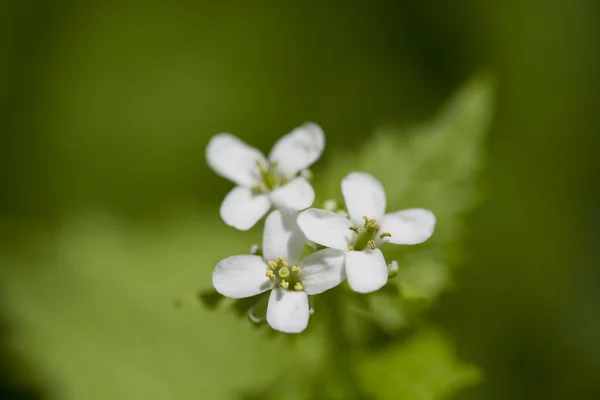 Borsetta di pastore (Capsella bursa-pastoris ) — Foto Stock