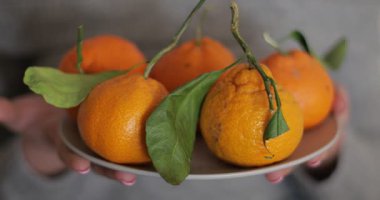 Ağaç dalları ve yapraklarla toplanmış sulu mandallı bir tabak, bir kadın eli tarafından tutulmuş. Kış mevsiminde bir miktar vitamin. 4K