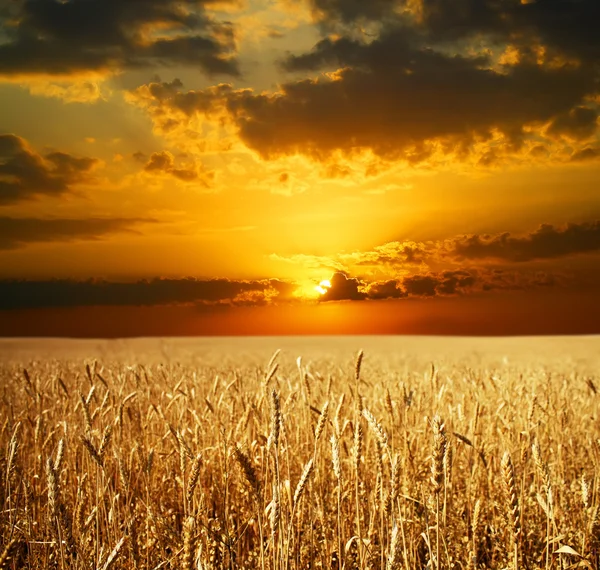 Sunset Wheat Field — Stock Photo, Image