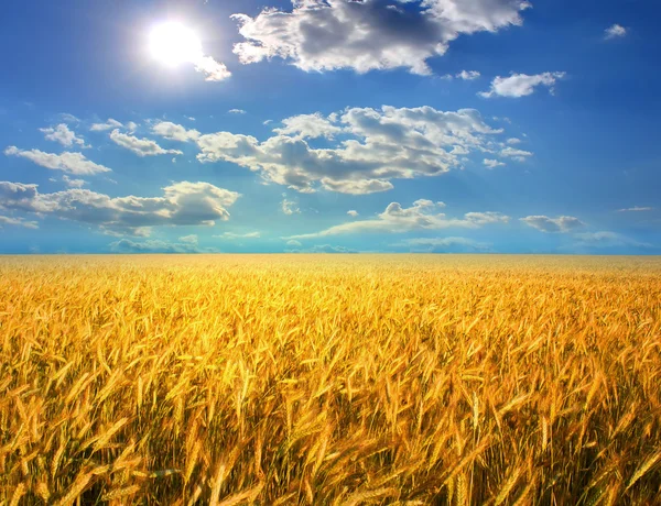 Ear of wheat — Stock Photo, Image