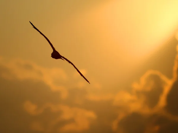 Seagulls sky flying — Stock Photo, Image