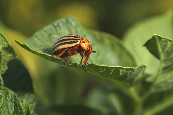 Scarabeo della patata del Colorado sulle foglie di patata — Foto Stock