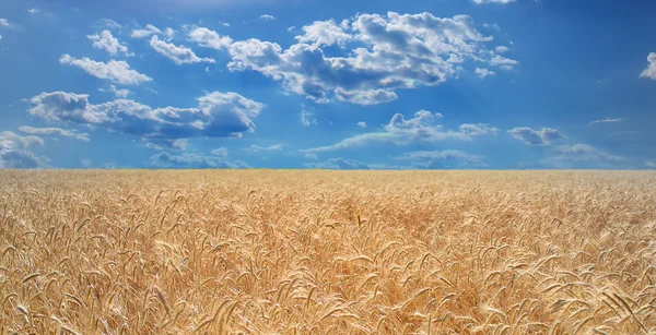 Tarweveld en blauwe hemel met zon. — Stockfoto