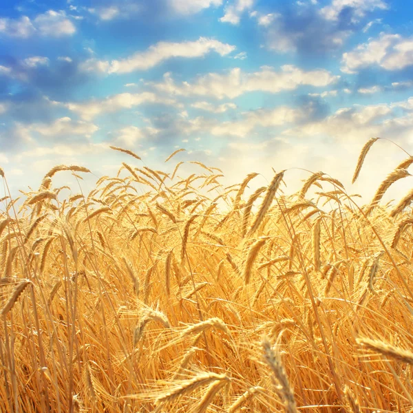 Колосья пшеницы — стоковое фото