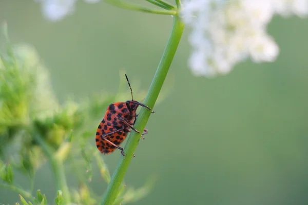 Red beetle on grass stalk — Stock Photo, Image