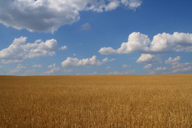 buğday alan parlak gün
