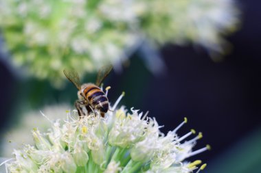 beyaz çiçek arıya