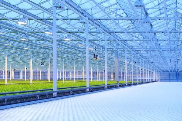 Grüner Salat wächst im Gewächshaus — Stockfoto