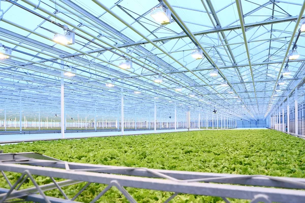 Grüner Salat wächst im Gewächshaus — Stockfoto