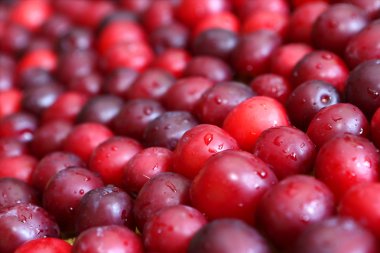 Kiraz Erik arka plan