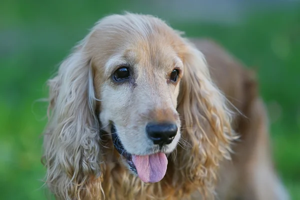 Cocker spaniel dog — Stock Photo, Image