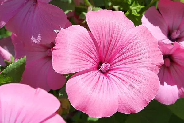 Lavatera garden flower — Stock Photo, Image