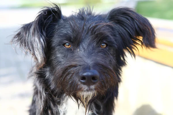 Cão sem abrigo — Fotografia de Stock