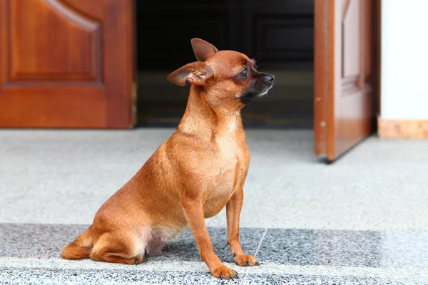 Hund Chihuahua — Stockfoto