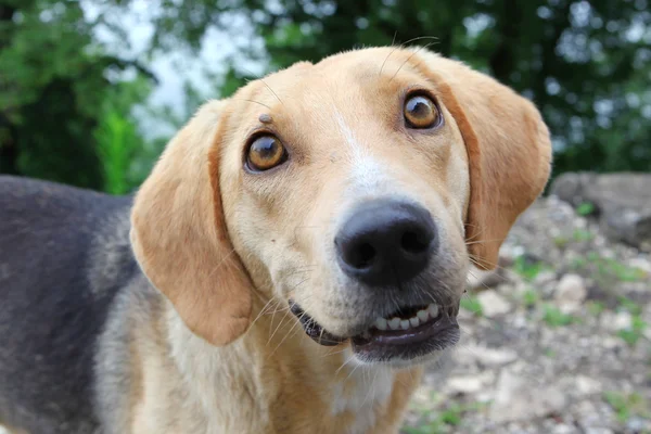 Homeless dog  with tick — Stock Photo, Image