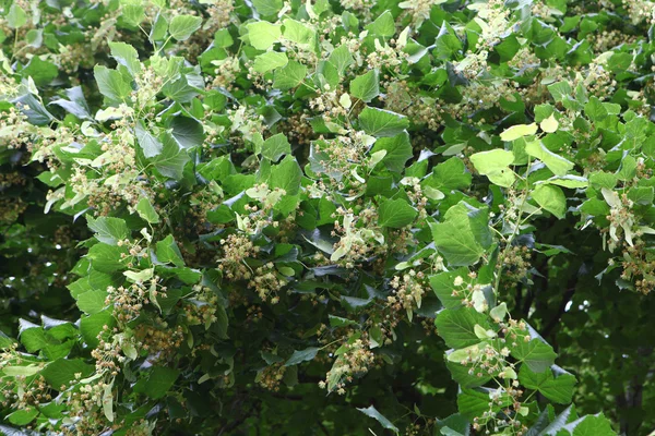 Fiore di tiglio — Foto Stock