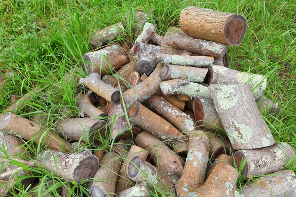 Moss on firewood — Stock Photo, Image