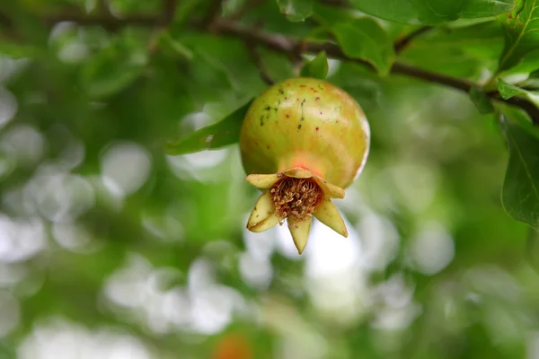 Fruto de un granate —  Fotos de Stock