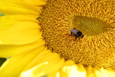 Bumblbee ayçiçeği üzerinde