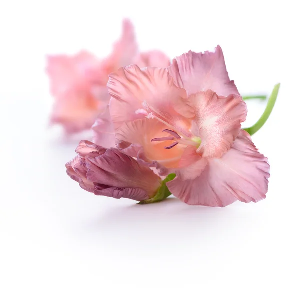 Mieczyk kwiat — Zdjęcie stockowe