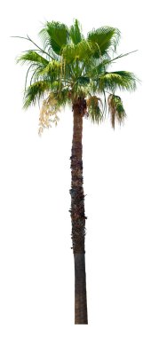 Palmiye ağacı izole