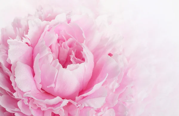 Rózsaszín bazsarózsa Stock Kép