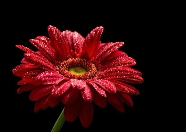 Red gerbera  isolated on black background — Stock Photo, Image