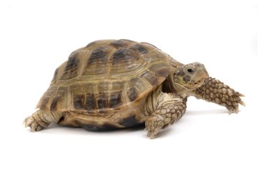 Crawling tortoise on a white background clipart