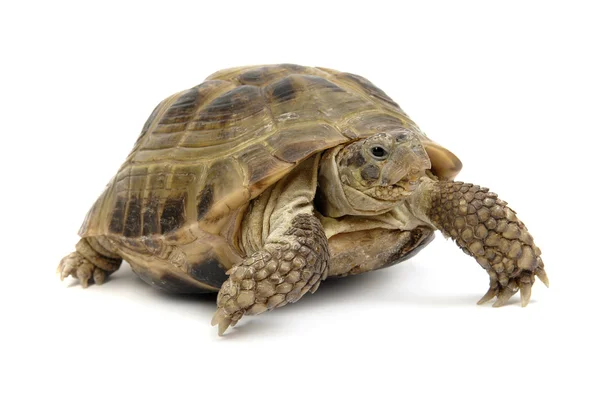 Procházení želva na bílém pozadí — Stock fotografie