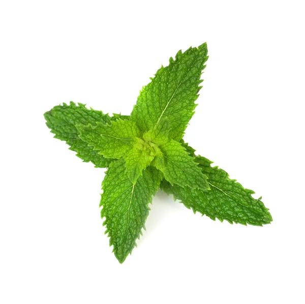 Fresh mint leaves on a white background Royalty Free Stock Photos