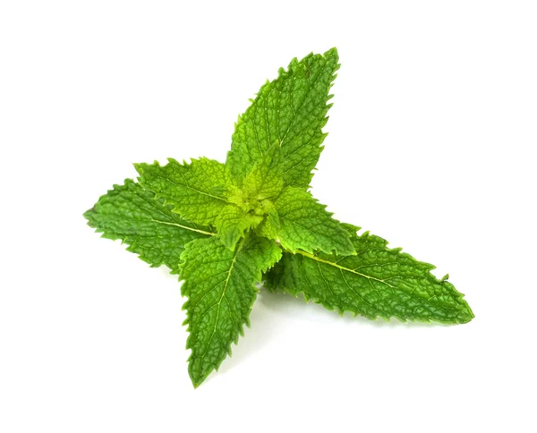 Fresh mint leaves on a white background Royalty Free Stock Images