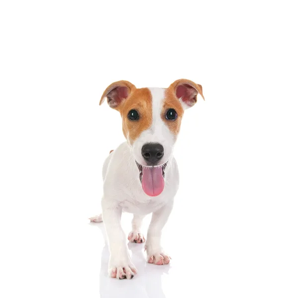 Jack russell terrier — Stock Photo, Image