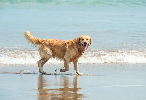 Labrador Retriever gioca in spiaggia — Foto Stock
