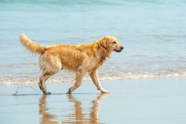 Labrador Retriever jugando en la playa — Foto de Stock