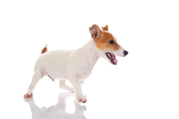 Jack russell terrier — Stock Photo, Image