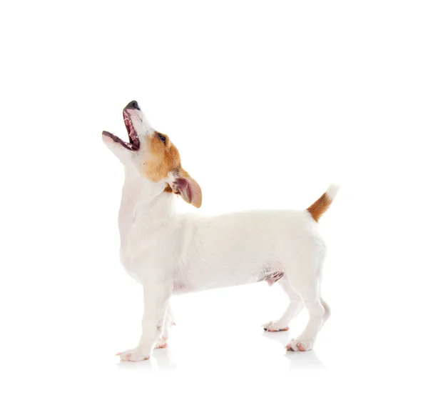 Jack russell terrier Stock Picture