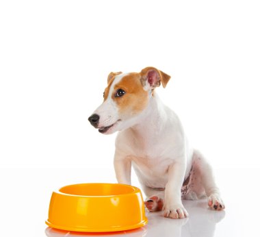 Jack Russell Teriyeri